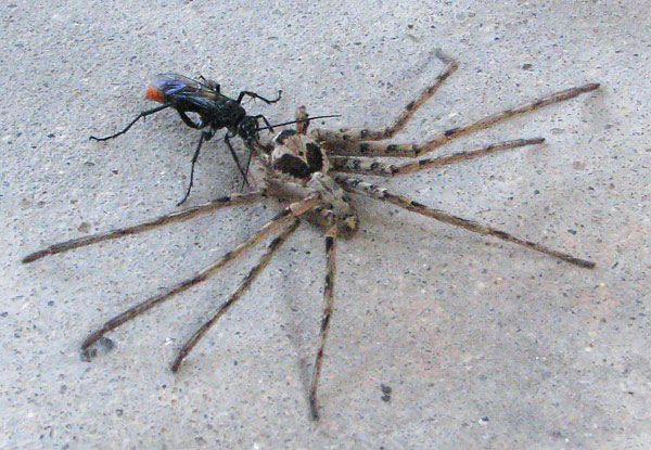 spider-hunting wasp