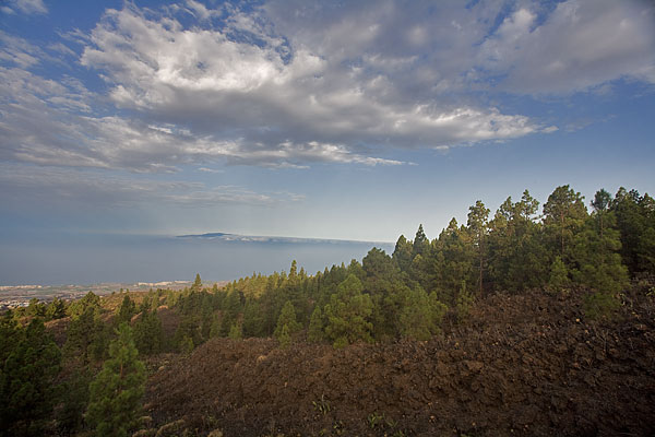 Canary Pine forest
