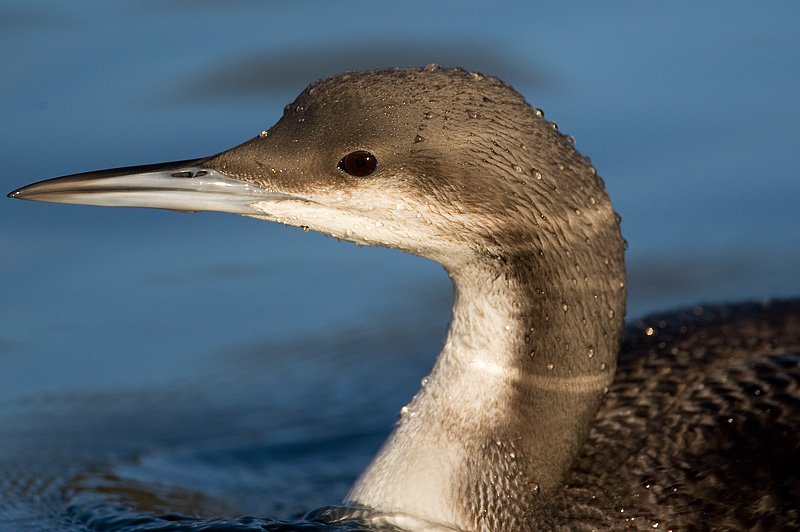 black-throated diver