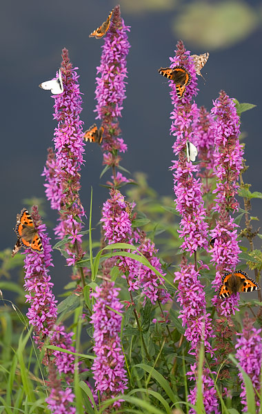 butterflies, Meare Heath