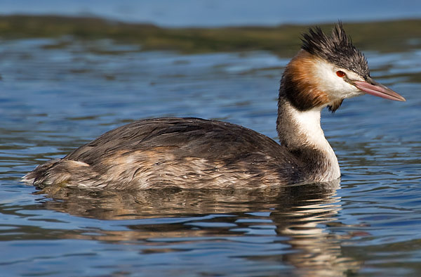 great-crested grebe
