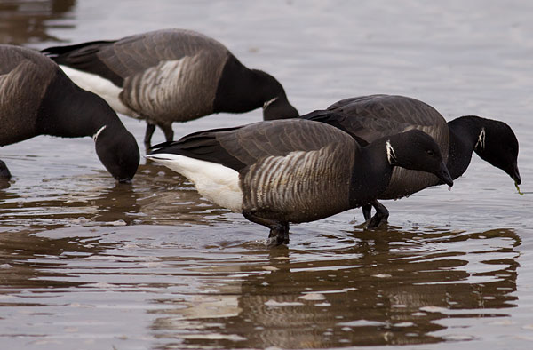 dark-bellied brent goose