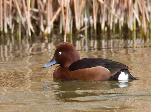 ferruginous duck