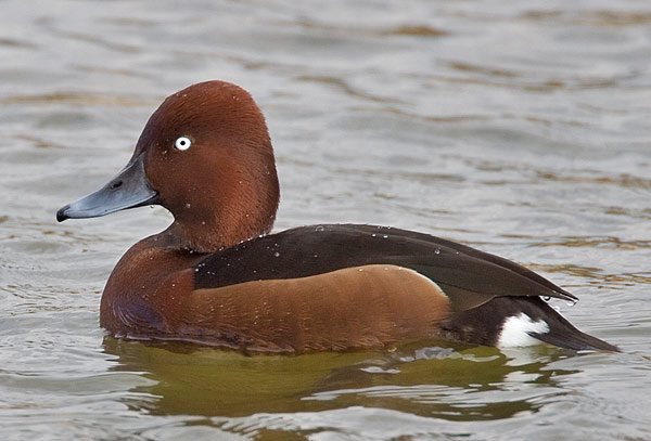 ferruginous duck