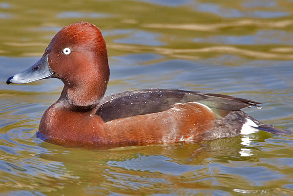 ferruginous duck