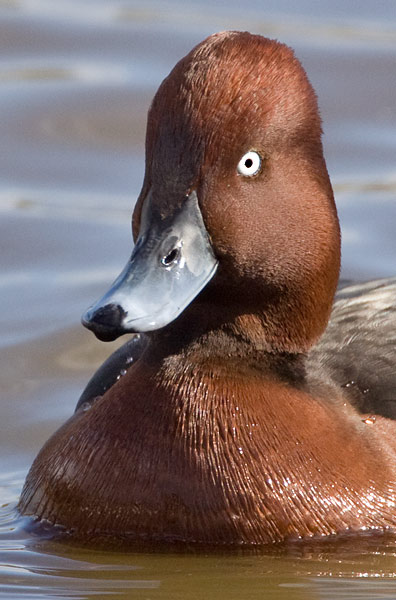 ferruginous duck