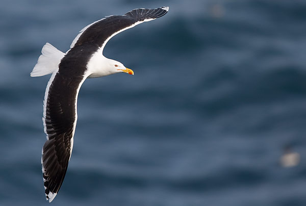 great black-backed gull