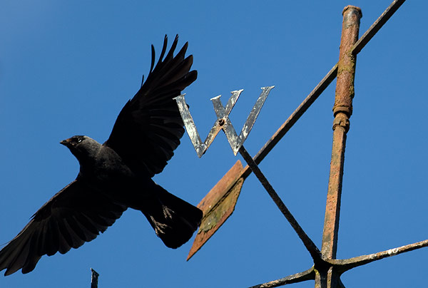 Jackdaw