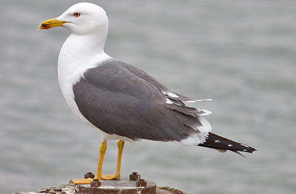 lesser balck-backed gull