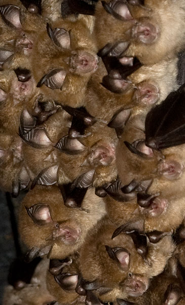 lesser horseshoe bats
