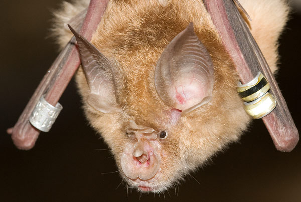 greater horseshoe bat