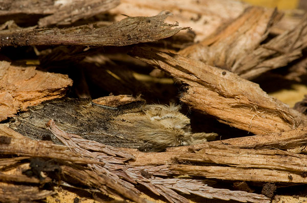 pale prominent