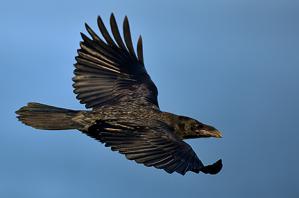 raven