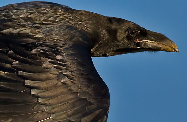 raven