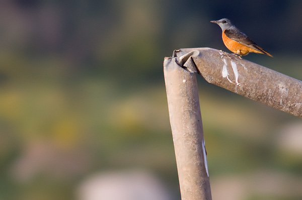 rock thrush