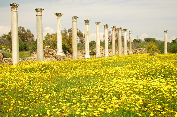 salamis