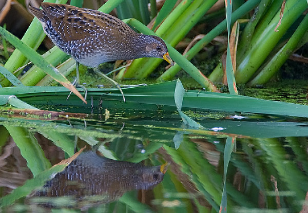 Spotted crake