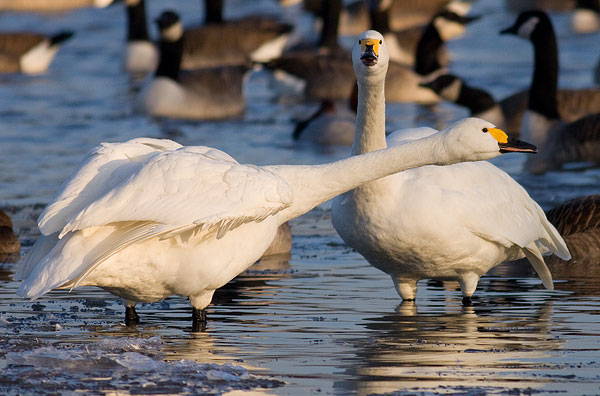 Bewick's swans