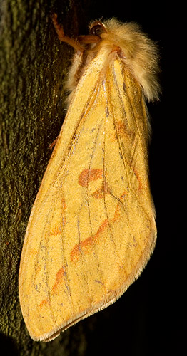 female ghost moth