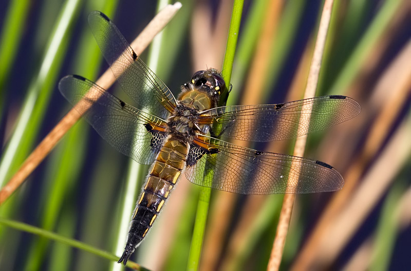 4-spotted chaser