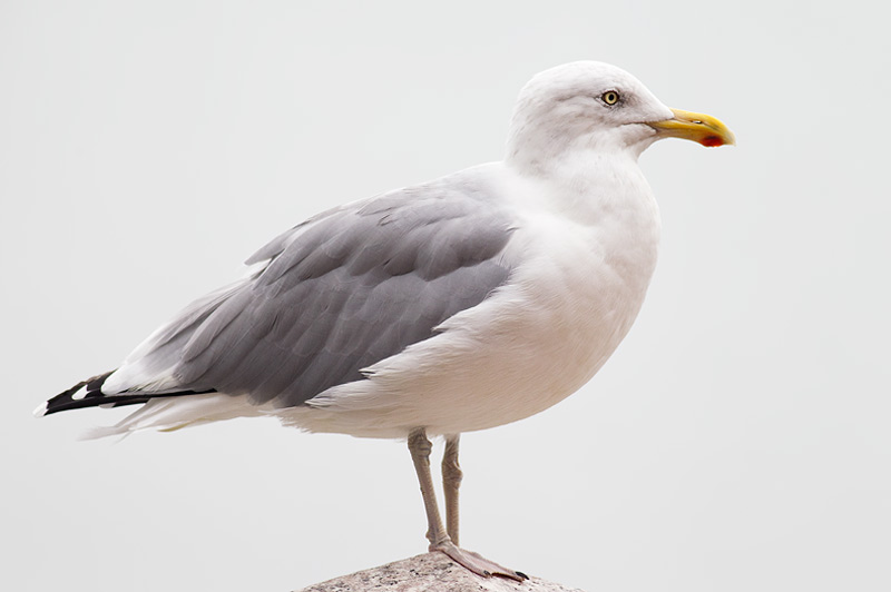 America herring gull