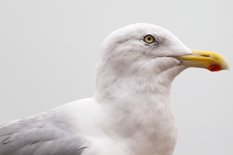 American herring gull