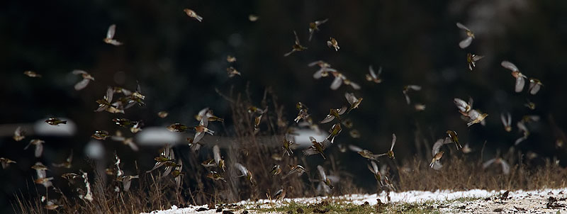 chaffinch flock with brambling