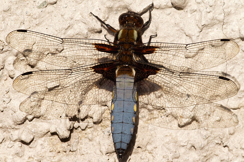 broad-bellied chaser