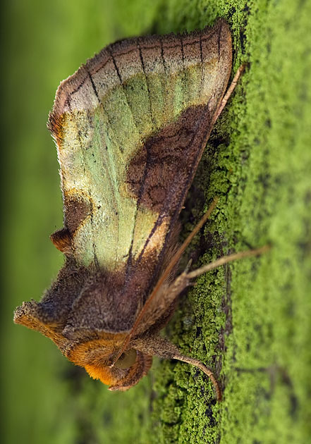 burnished brass