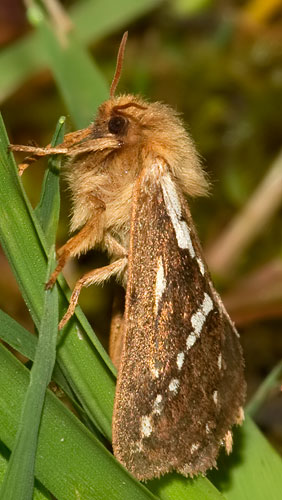 male common swift