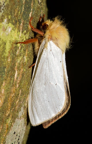 male ghost moth