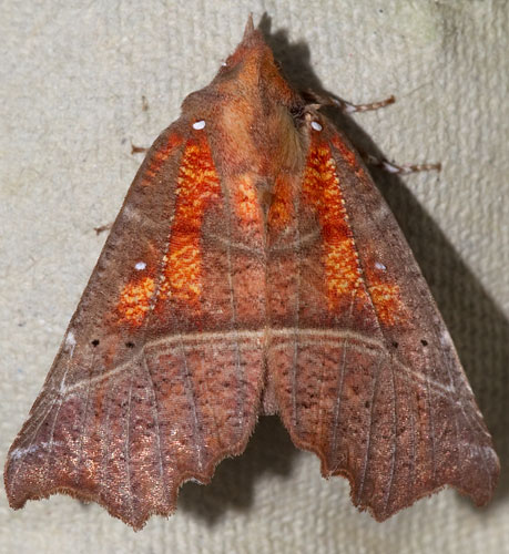 herald moth