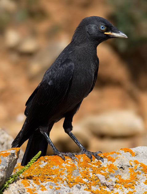 jackdaw