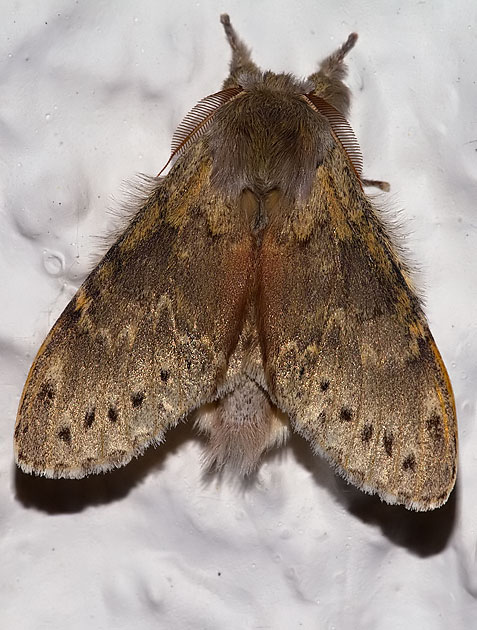 lobster moth