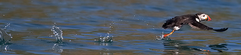 puffin