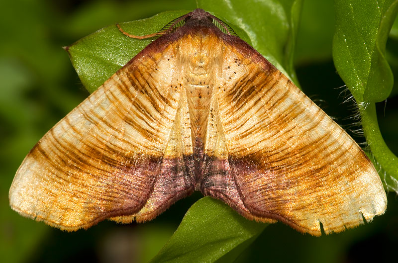 scorched wing