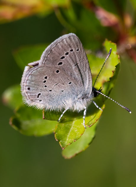 small blue