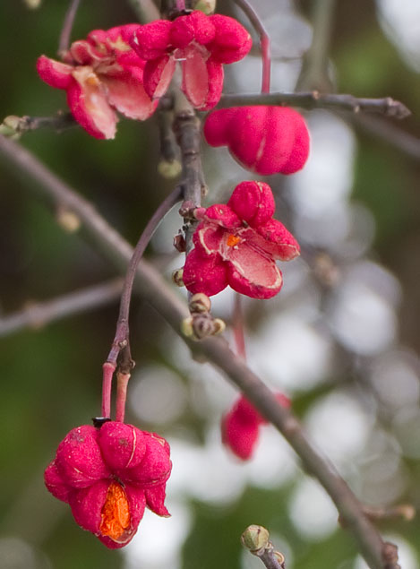 spindle fruits