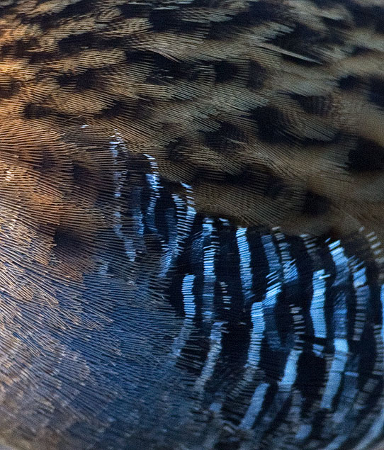 water rail feathers