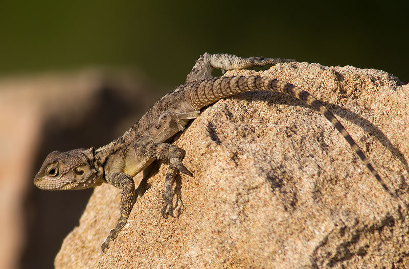 Hardun agama