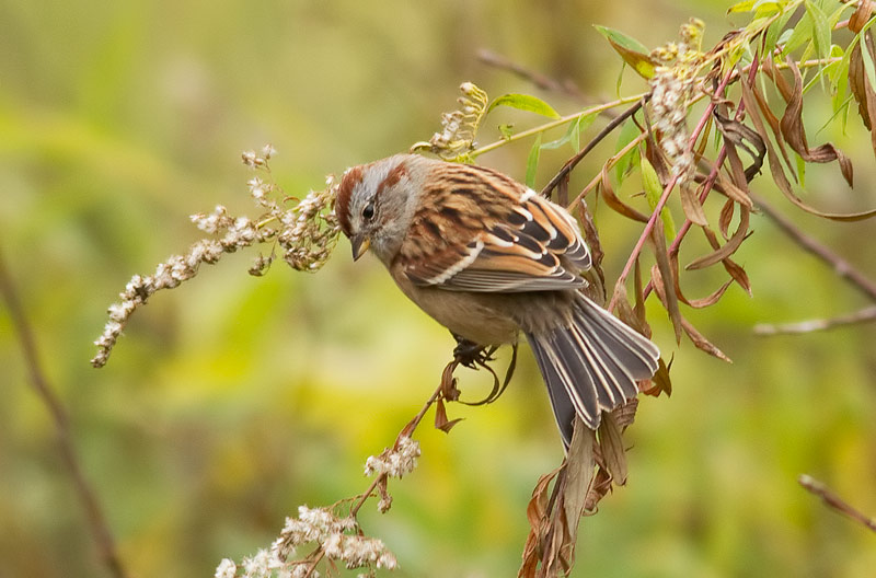 American tree sparrow
