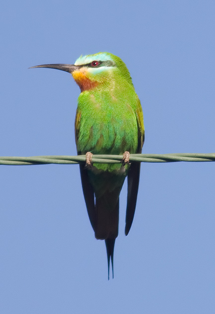 blue-cheeked bee-eater