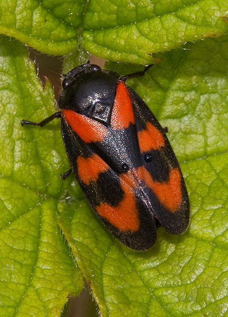 red and black froghopper