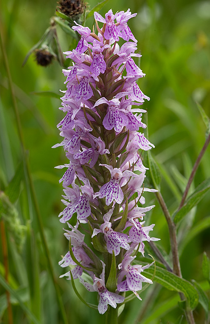 common spotted orchid