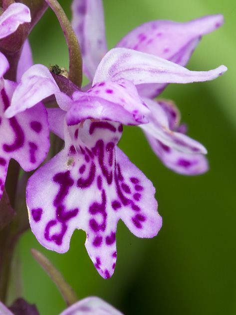 connon spotted orchid