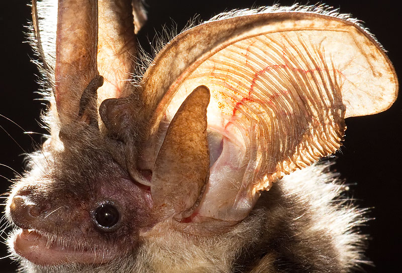 grey long-eared bat