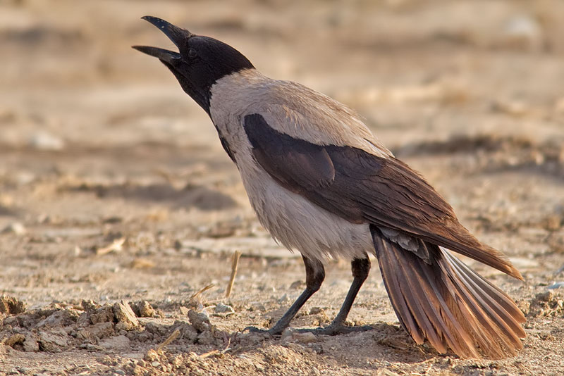 hooded crow