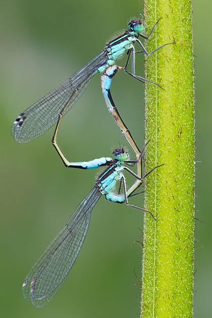 blue-tailed damselflies