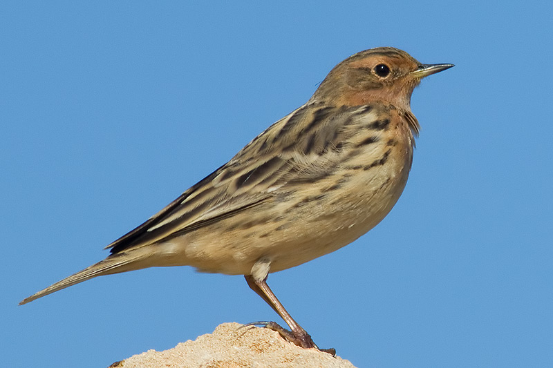 red-throated pipit