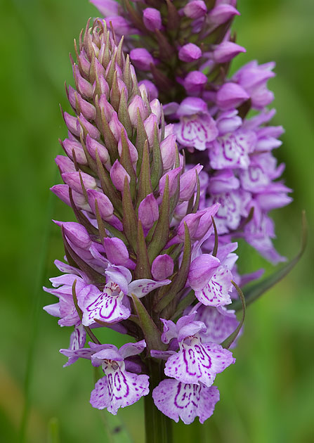 southern marsh orchid